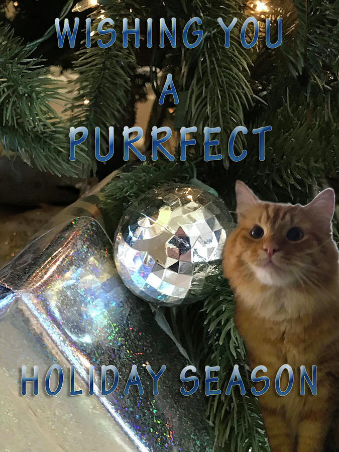 Purrfect Holiday Photograph by Karen Zuk Rosenblatt