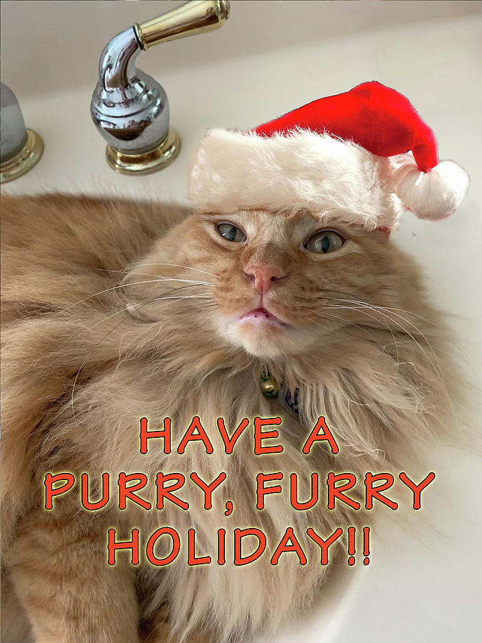 Purry Furry Holiday Card Photograph by Karen Zuk Rosenblatt