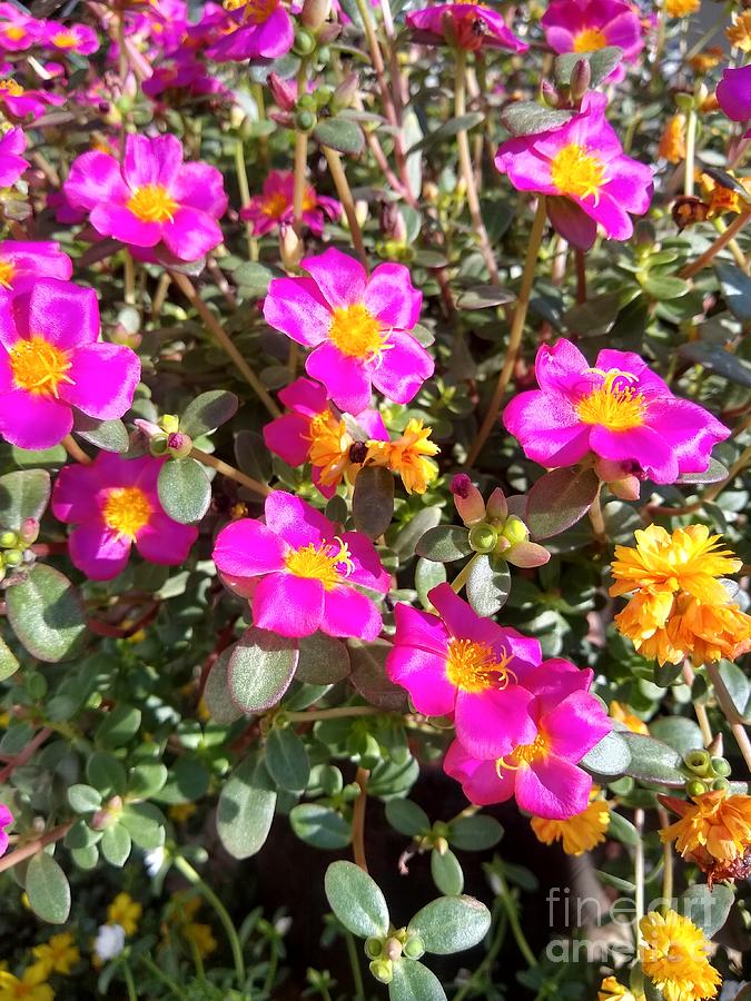 Purslane Flowers Photograph by Stephanie Brock