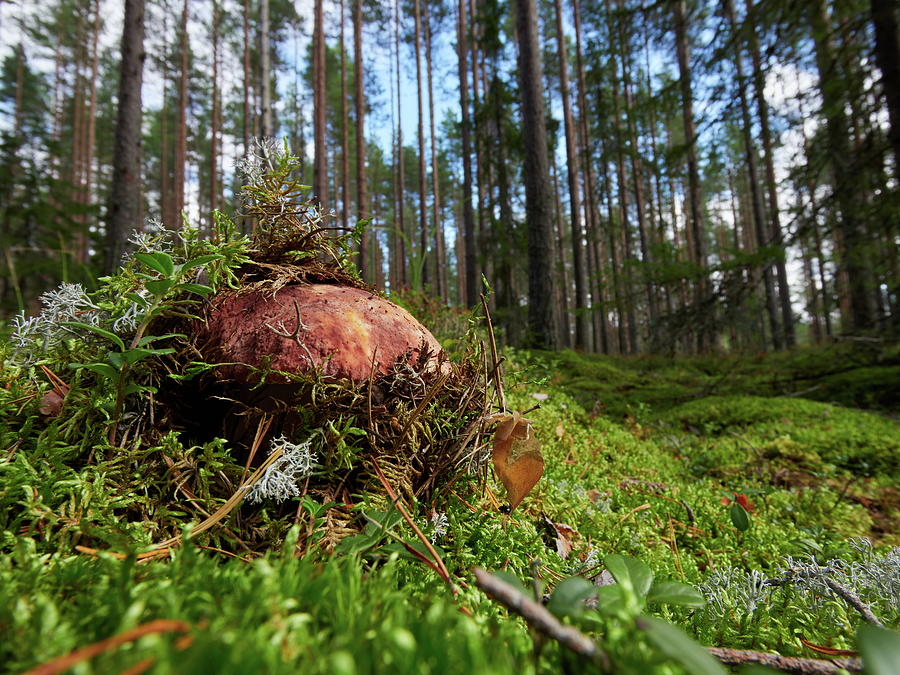 Pushing up from the ground. Pine bolete Photograph by Jouko Lehto