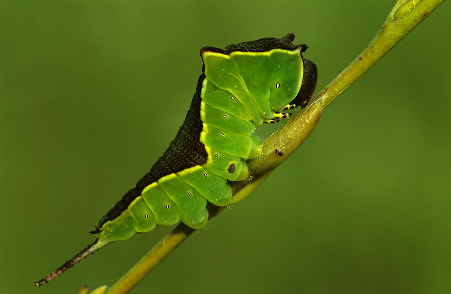 Puss moth caterpillar, Cerura Vinula, close up Photograph by Erich Kuchling
