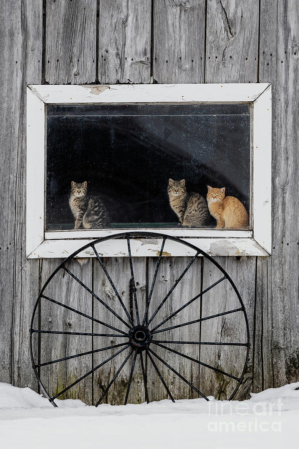 Pussy Cats Photograph