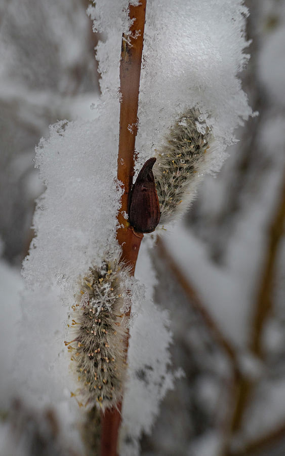 Spring Photograph - Pussy Willow Catkins In Snow by Phil And Karen Rispin