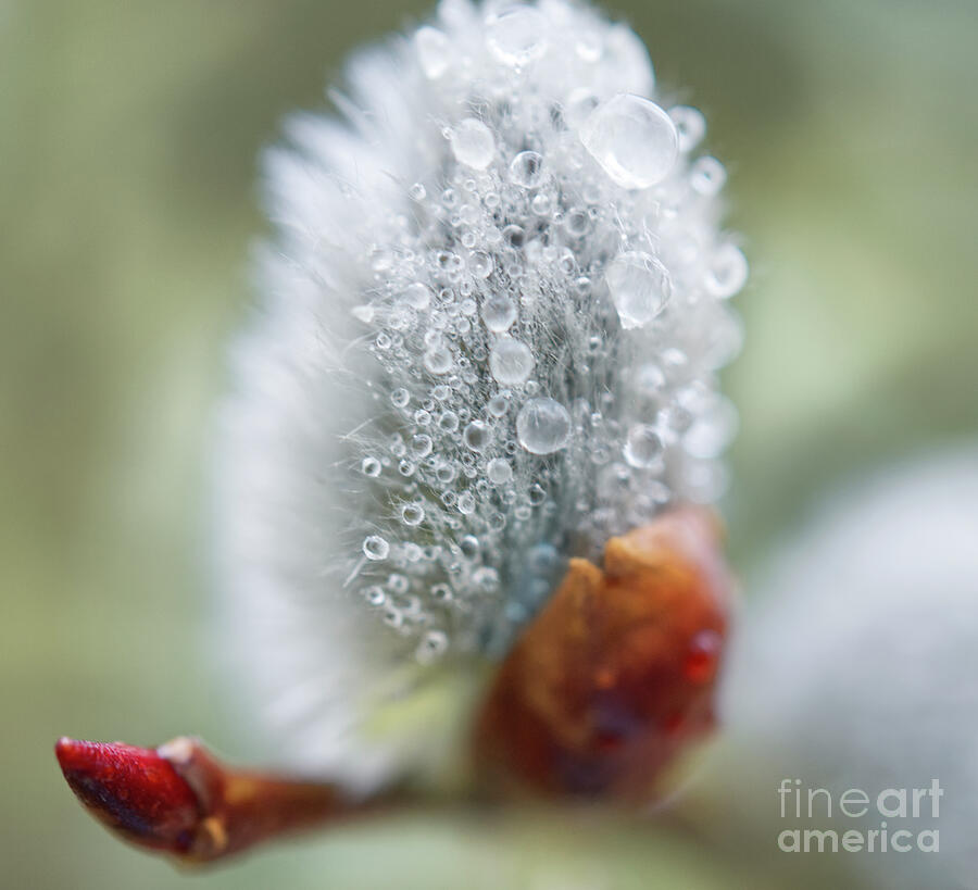 Pussy Willow Flower With Droplets II Photograph