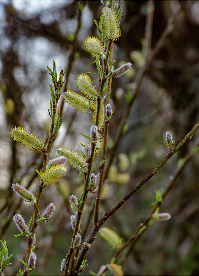 Pussy Willow in Bloom Photograph by James McClintock