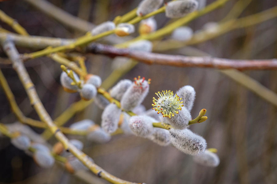 Pussy Willow in Spring Photograph by Mary Lee Dereske