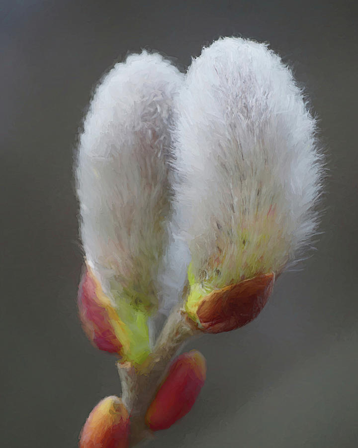 Pussy Willow Photograph by Kathi Mirto