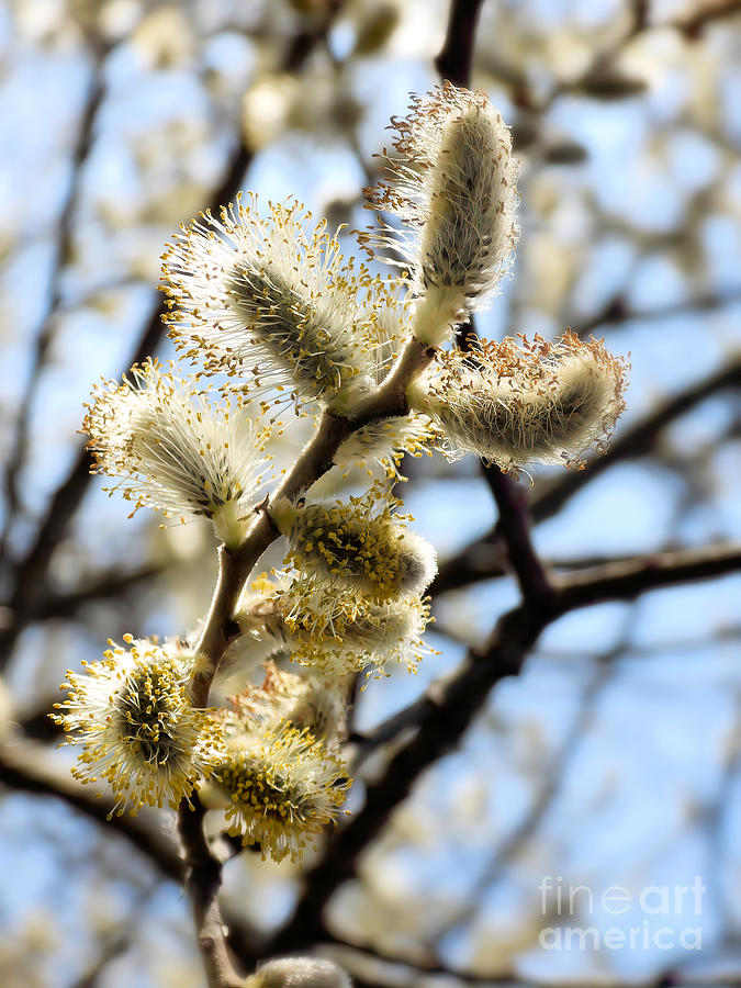 Pussywillow Catkins Photograph by Scott Cameron