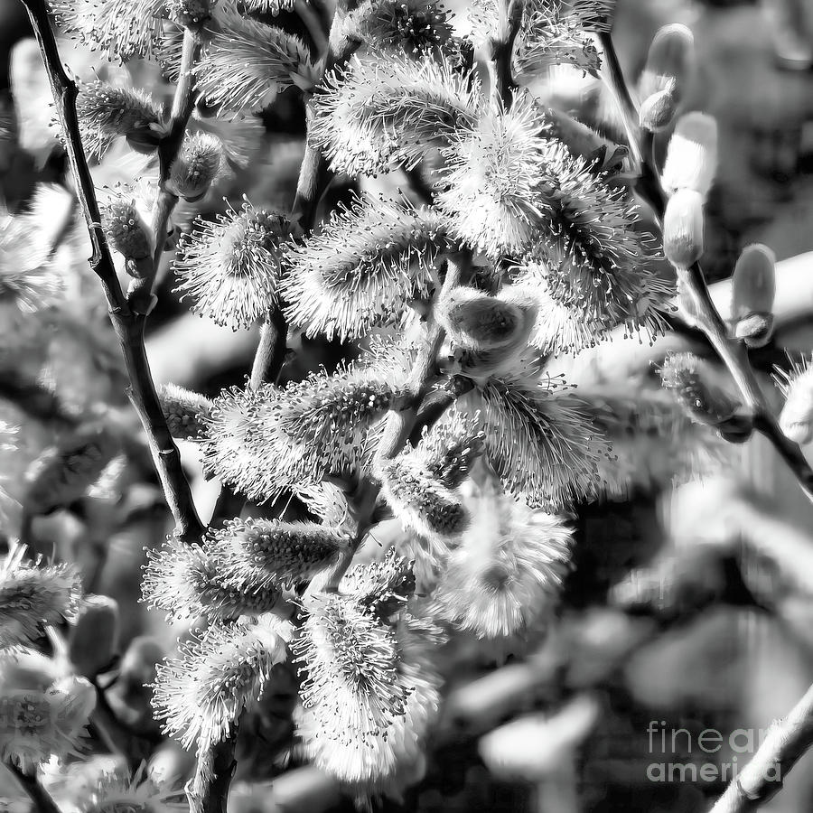 Pussywillow Flowers - Black White Photograph by Scott Cameron