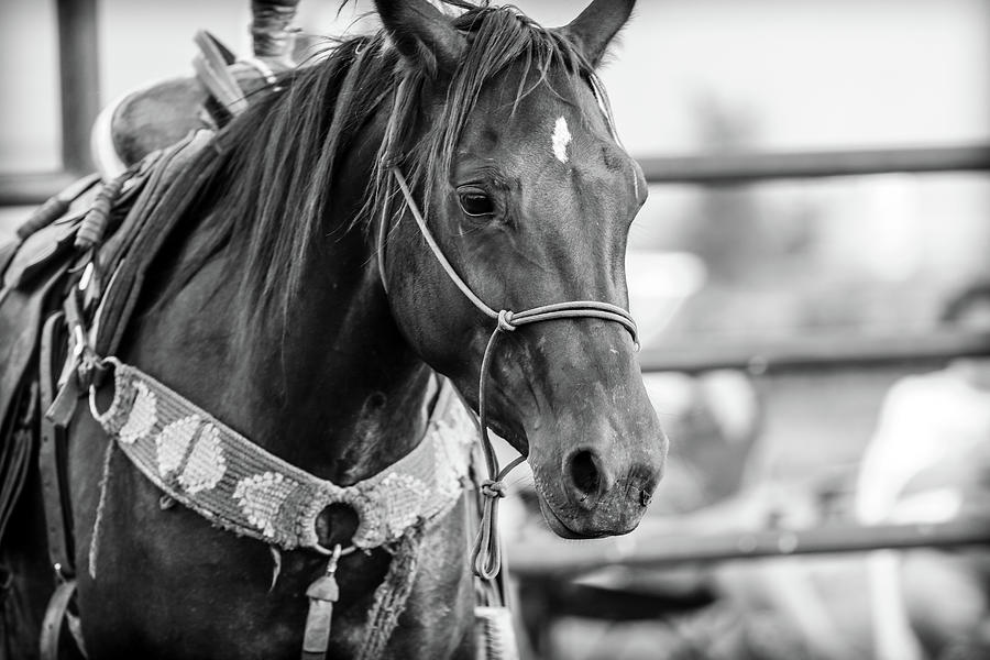 Saddle Photograph - Put to work by Kamie Stephen Saddle Photograph - Put to work by Kamie Stephen
