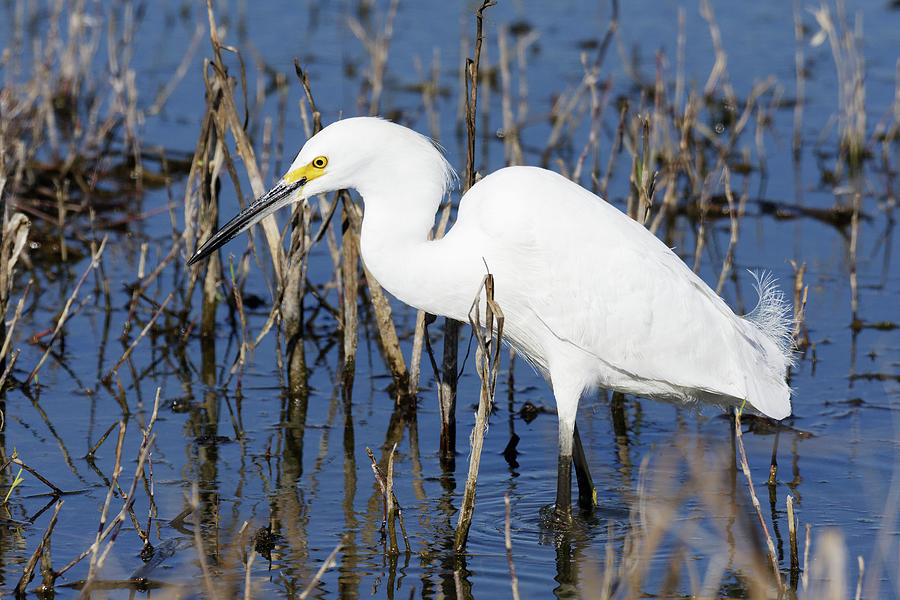 You Put Your Left Foot In And You Shake it All About -- Snowy Egret in Merced, California Photograph by Darin Volpe