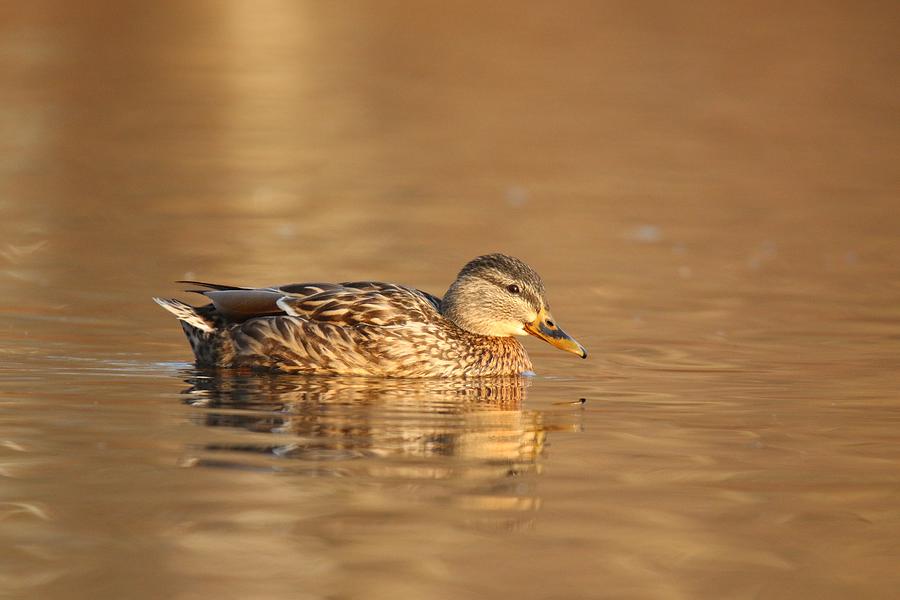 Duck Photograph - Pretty Evening Mallard Hen by Sue Feldberg