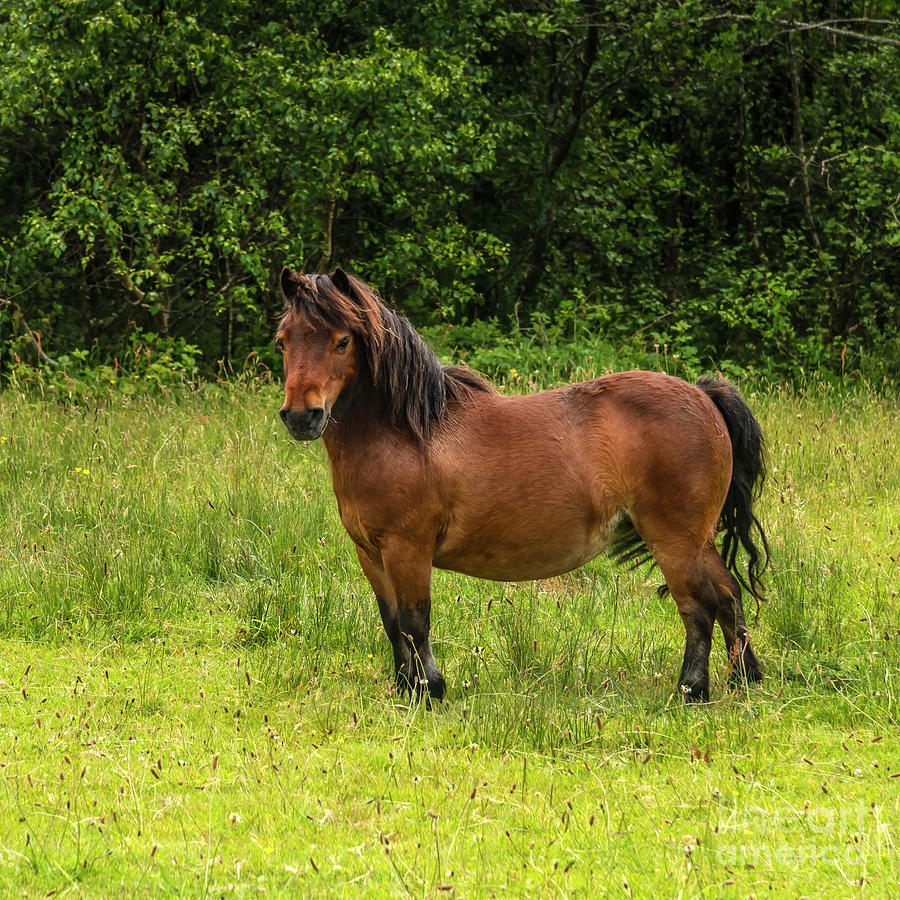 Kerry Bog Pony Photograph by Catherine Sullivan