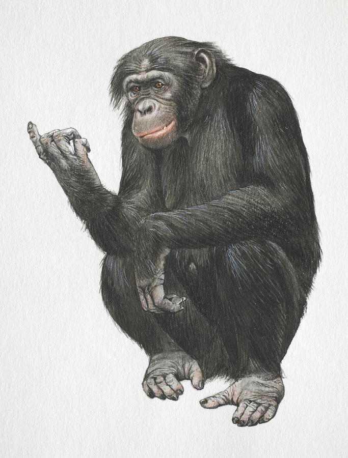 Pygmy chimpanzee, Pan troglodytes, crouching down on its legs, front view. Drawing by Dorling Kindersley