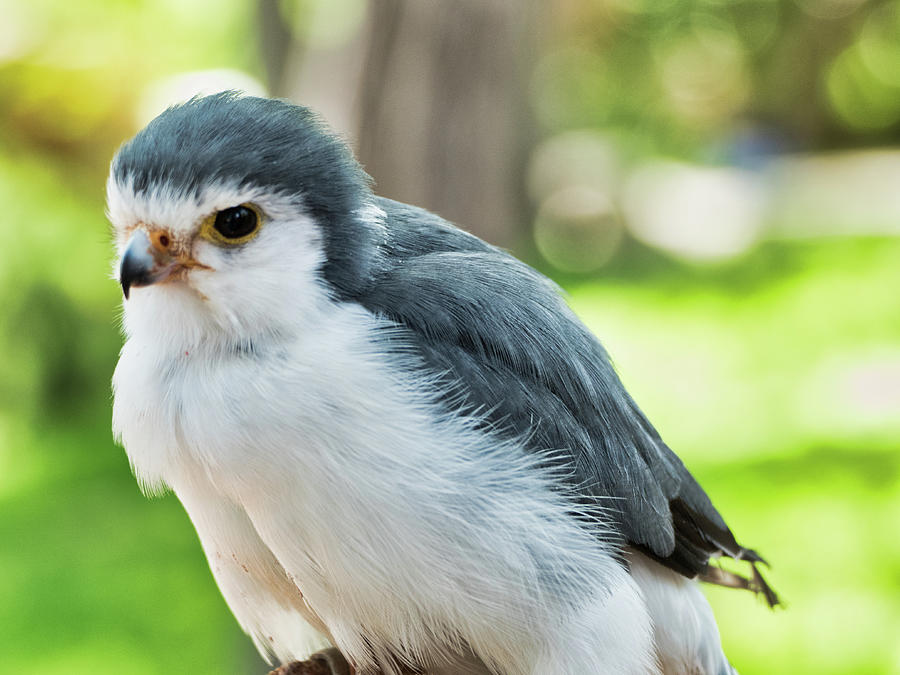 Pygmy Falcon Photograph by Segura Shaw Photography