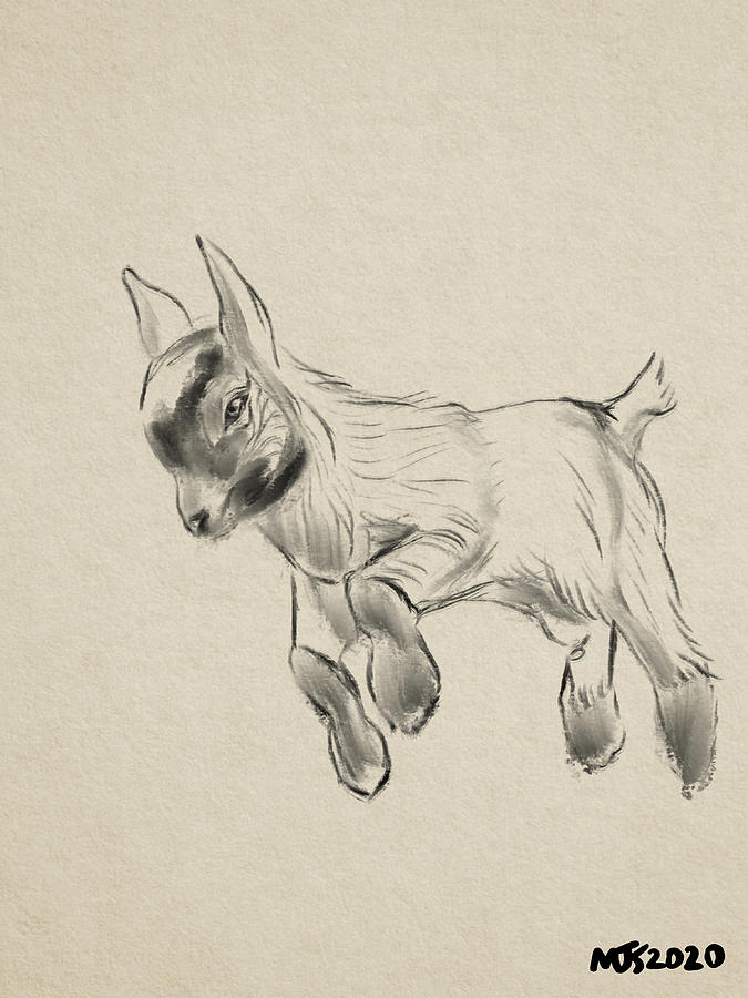 Pygmy Goat Digital Art by Michael Kallstrom