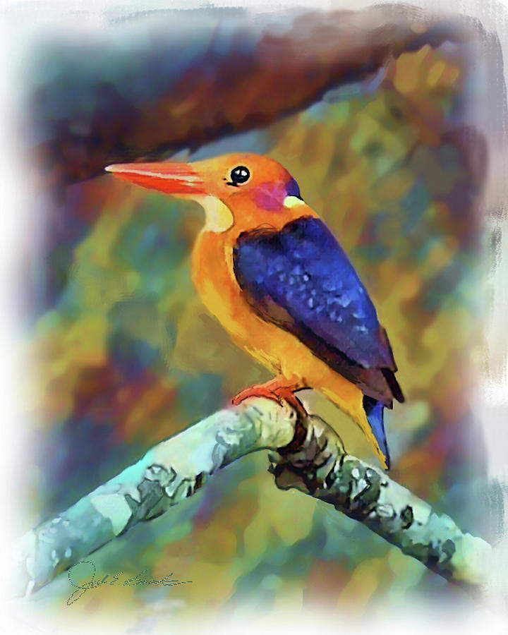 Pygmy Kingfisher Painting by Joel Smith