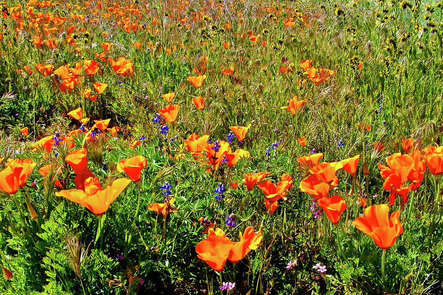 Pygmy-leaved Lupine, Filaree, CA Poppies, Fiddleneck, Antelope Valley ...