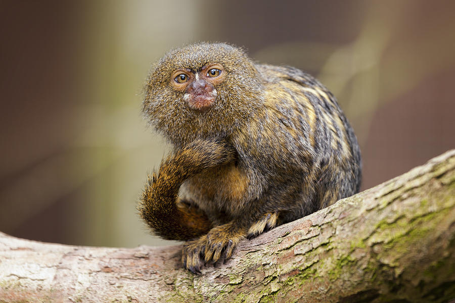 Pygmy Marmoset Photograph by Andrew Dernie