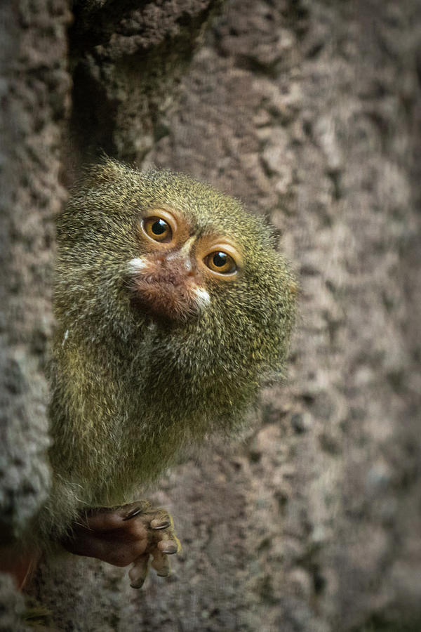 Pygmy Marmoset Monkey Photograph by Nigel R Bell
