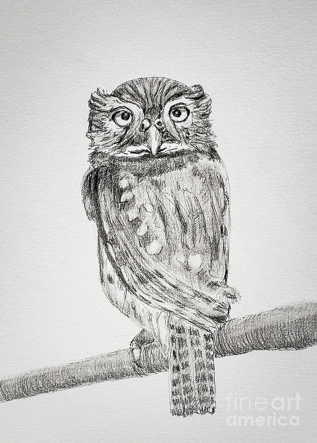 Pygmy Owl 2 Drawing by Mary Capriole