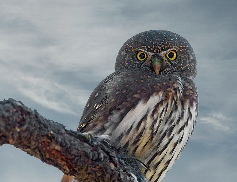 Pygmy Owl Composite Photograph by Loree Johnson