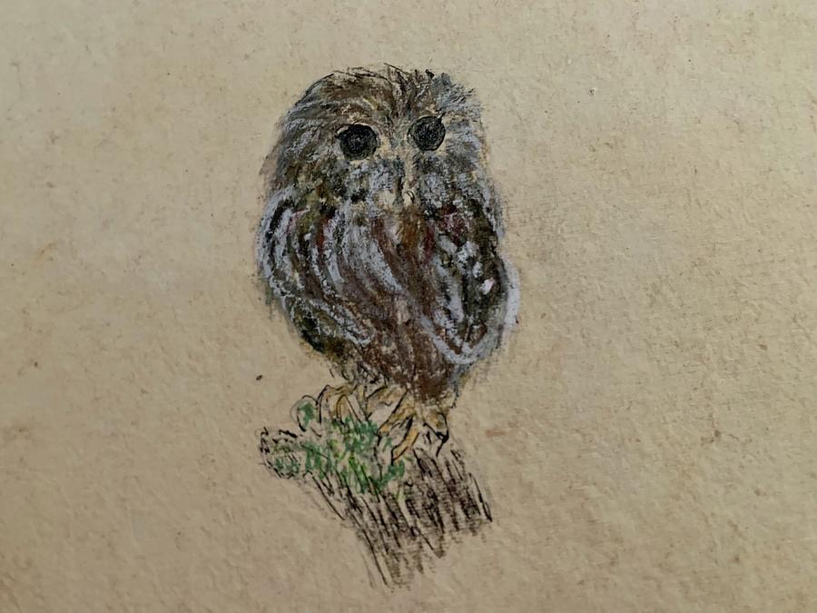 Pygmy owl Mixed Media by Julie Kreutzer