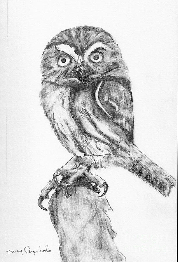 Pygmy Owl Drawing by Mary Capriole