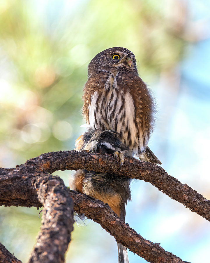 Pygmy Owl Take-Out Photograph by Loree Johnson