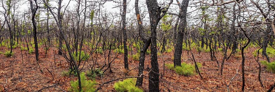 Pygmy Pines Photograph Photograph by Louis Dallara