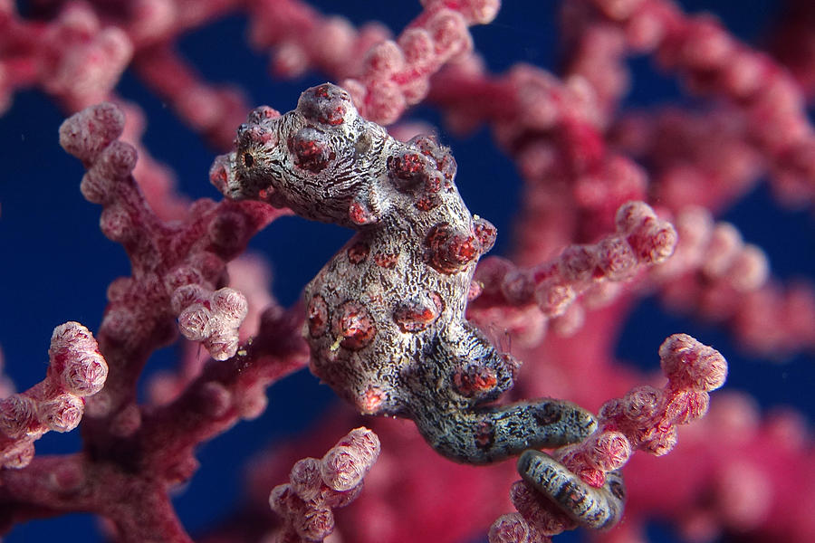 Pygmy Seahorse Photograph by Abdullah Al-Eisa