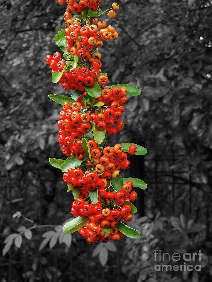 Pyracantha Photograph by Yvonne Johnstone