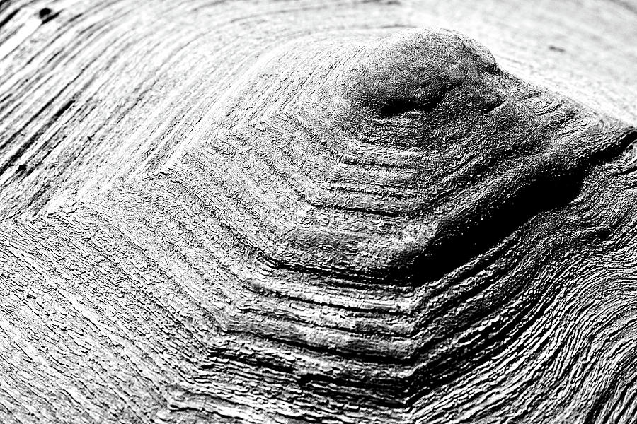 Pyramid -- Aldabra Tortoise Shell in Charles Paddock Zoo, Atascadero, California Photograph by Darin Volpe