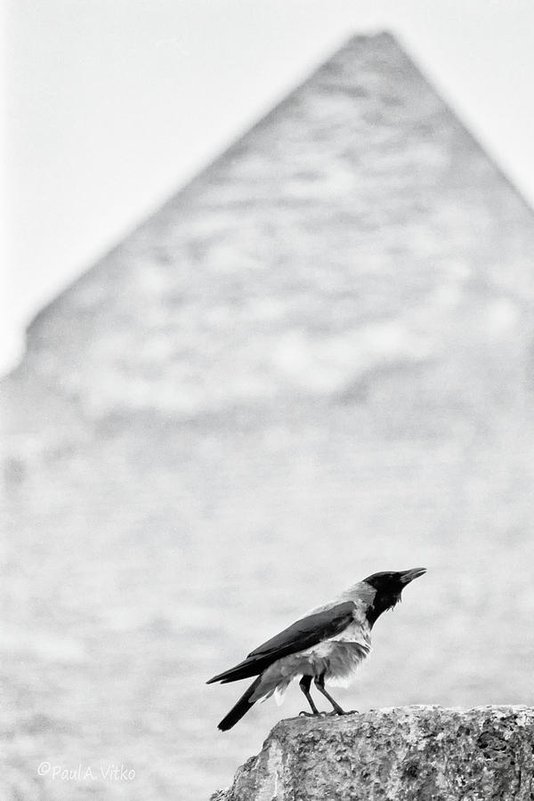 Bird Photograph - Pyramid bird by Paul Vitko Bird Photograph - Pyramid bird by Paul Vitko