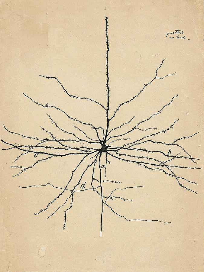 Santiago Ramon y Cajal - Pyramida Neuron Drawing 1904 Drawing by Jon Baran