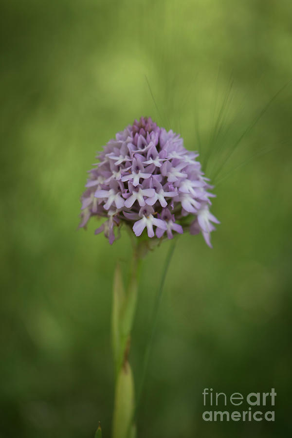 Pyramidal Orchid, Anacamptis Pyramidalis, Orchis, Wild Orchids, Andalusia, Spain Photograph