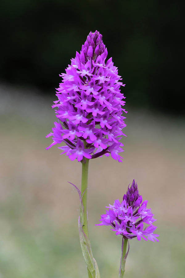 Pyramidal Orchid Photograph by Avenue Des Images Pyramidal Orchid Photograph by Avenue Des Images