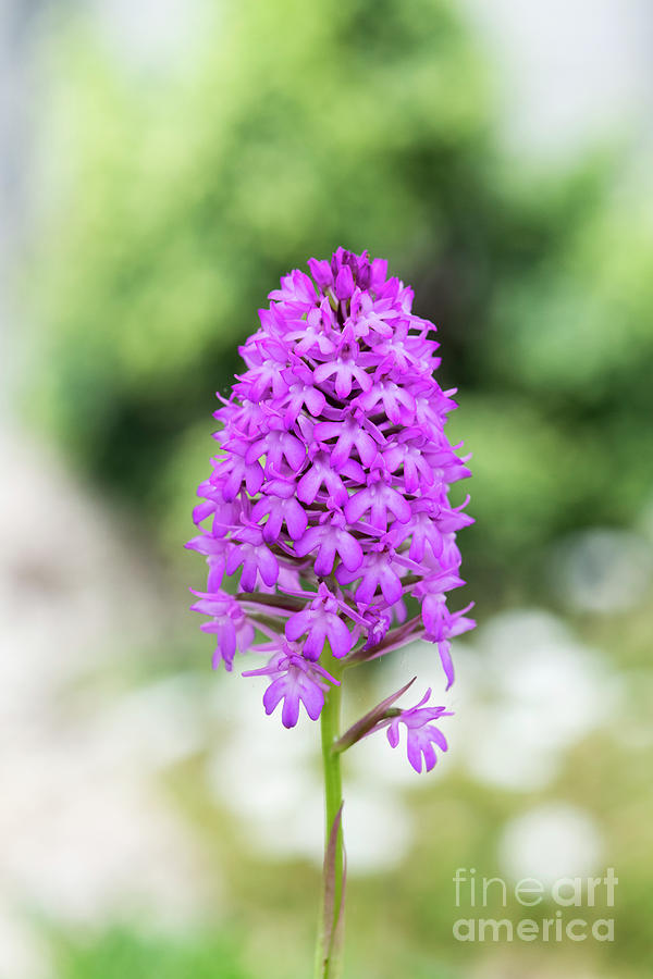 Pyramidal Orchid Flower Photograph by Tim Gainey