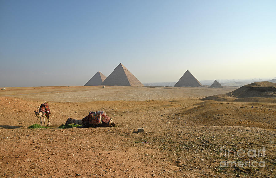 Pyramids Of Giza With Relaxing Camels. Photograph by Tom Wurl