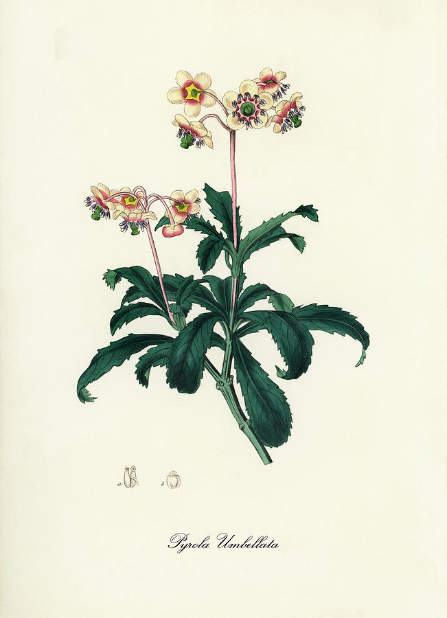 Nature Digital Art - Pyrola Umbellata - Pipsissewa - Medical Botany - Vintage Botanical Illustration - Plants and Herbs by Studio Grafiikka