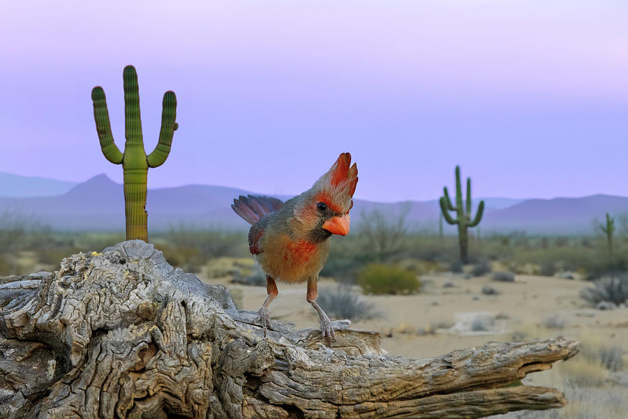 Pyrrhuloxia Desert Scene Photograph by Patti Deters
