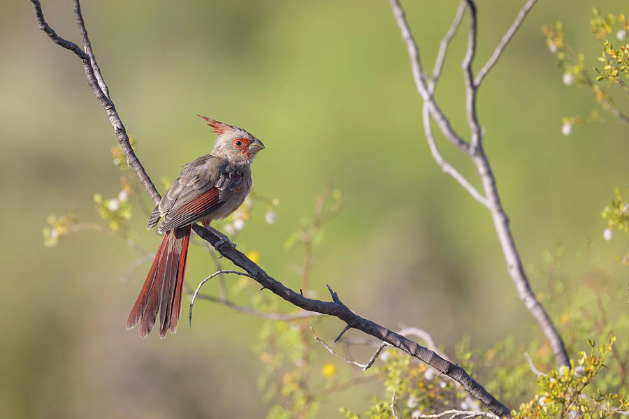 Wildlife Photograph - Pyrrhuloxia Fledgling by Rosemary Woods Images