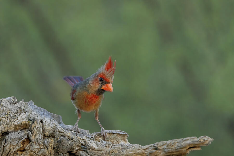 Pyrrhuloxia Looking at Camera Photograph by Patti Deters