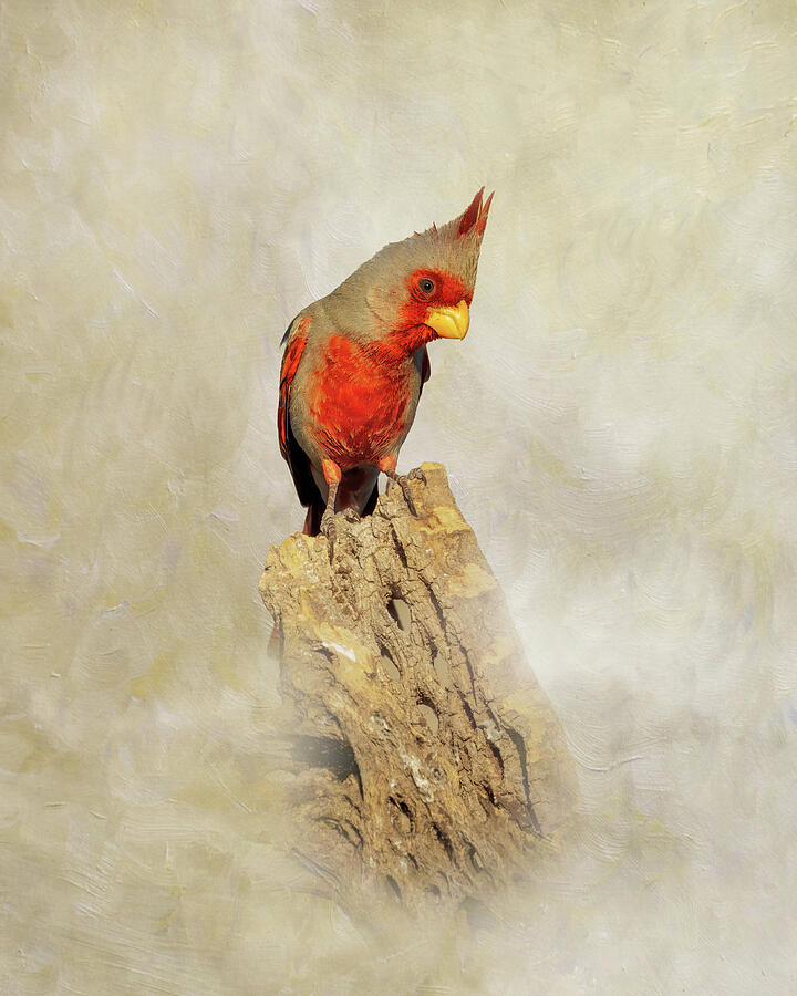 Pyrrhuloxia Painterly Photograph by Patti Deters