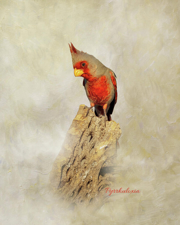 Pyrrhuloxia Painterly with ID Digital Art by Patti Deters