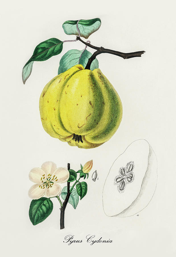 Nature Digital Art - Pyrus Cydonia - Quince -  Medical Botany - Vintage Botanical Illustration - Plants and Herbs by Studio Grafiikka