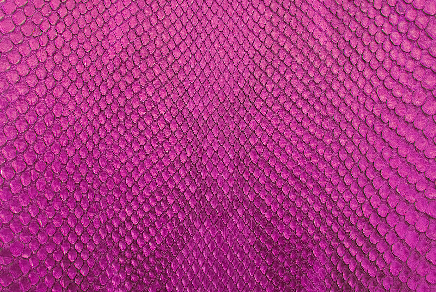 Python snake skin texture Photograph by Julien | Pixels
