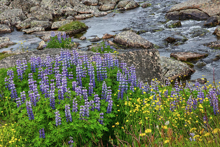 Qaqortoq Wildflowers Photograph by John Haldane
