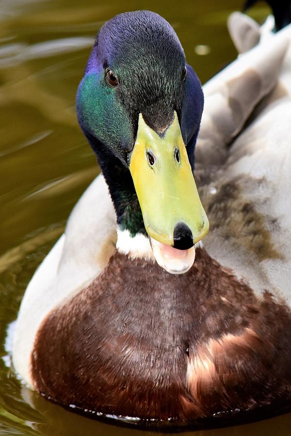 Quack Photograph