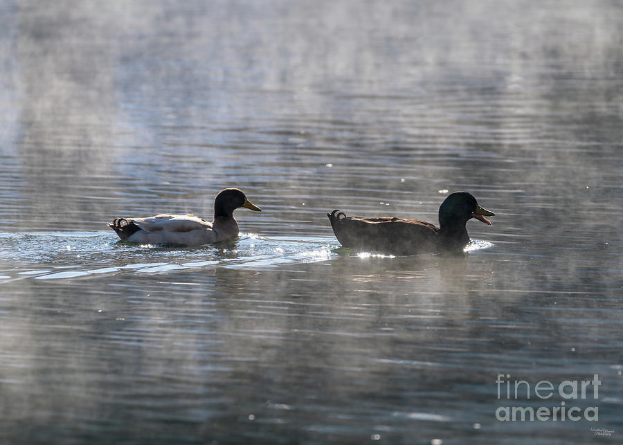 Quacken Steamy Winter Swim Photograph by Jennifer White